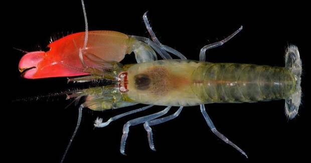 Морская креветка Synalpheus pinkfloydi 2017 год, биология, животные, новые виды животных, открытые животные, природа, фауна, эндемики