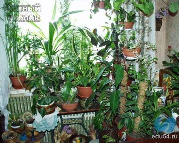 5 комнатных растений, которые должны быть в каждом доме