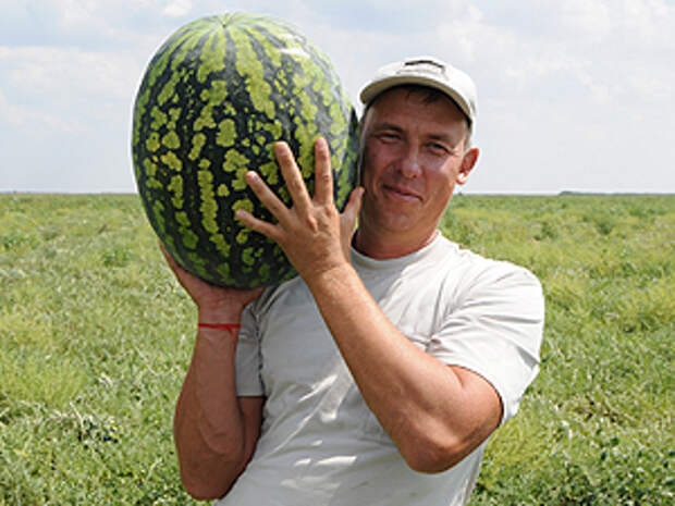 Евгений Ануфриев знает толк в арбузах. Потому что сам их выращивает.