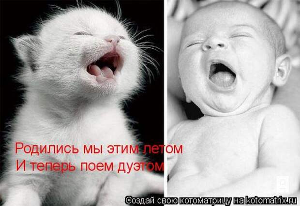 Лучшие котоматрицы недели (50 фото)