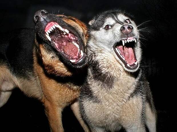 Идеальный вариант — поучаствовать в охотах с собаками тех пород, к которым начинаешь склоняться в своем выборе. Фото: Fotolia.com  