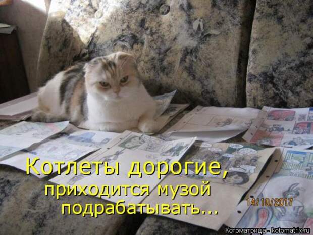 Лучшие котоматрицы недели (50 фото)