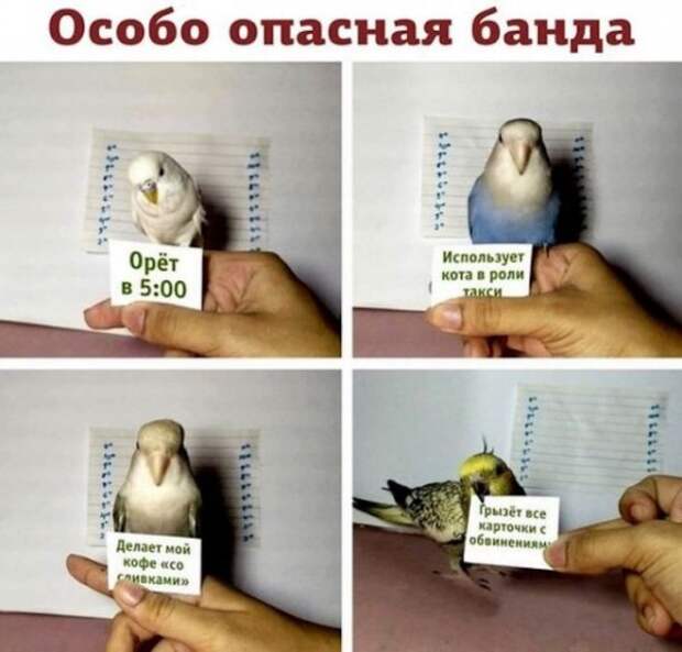 Картинки и мемы для настроения