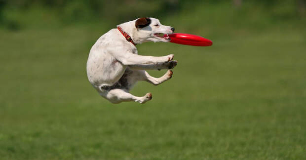 Dogs