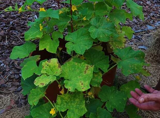 Удобрение для огурцов из хвойных шишек: польза, приготовление и использование