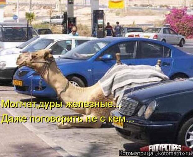 Котоматрицы(картинки с надписями)