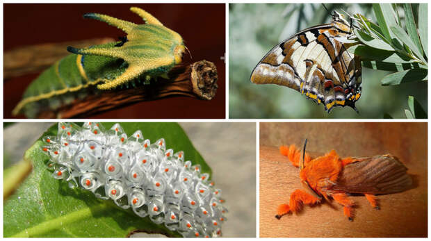Polyura Sempronius и Acraga Coa гусеницы, красота, насекомые, удивительное, фауна