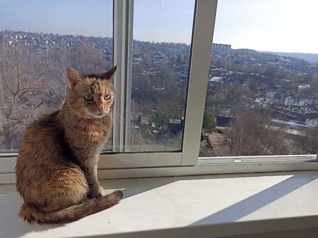 В Смоленске можно бесплатно привить животных от бешенства