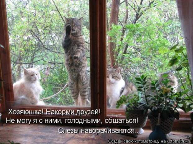 Свежая котоматрица для всех (31 шт)