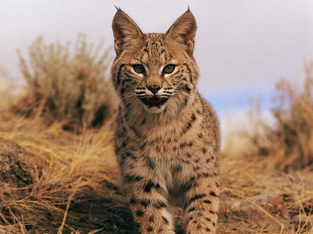 Почему у рыси кисточки на ушах: объяснение для детей и советы родителям