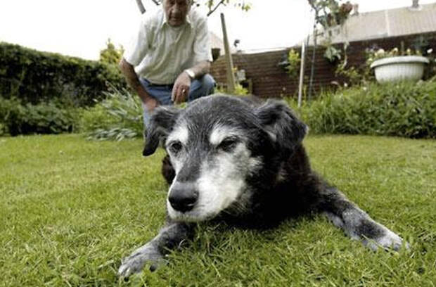 Собака Белла, 29 лет и 193 дня В течение 5 лет титул старейшей собаки удерживала Белла из Англии. Собака умерла в возрасте 29 лет и 193 дней от сердечного приступа, который случился во время прогулки с хозяевами.