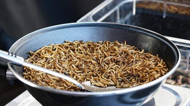 В Европе признали мучных червей пригодными для еды и разрешили их продажу в магазинах