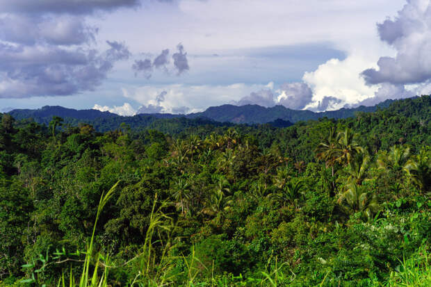 У Новой Гвинеи – самая богатая островная флора в мире