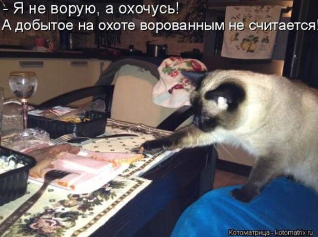 Новая отличная котоматрица (38 фото)