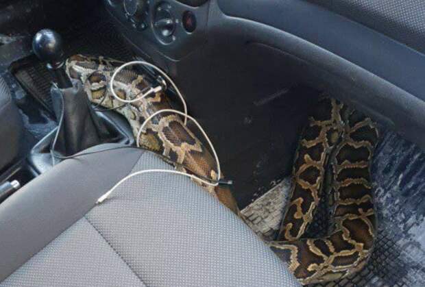 Змея вместо пирожных: в такси из сумки неожиданно вылез огромный питон и напугал водителя (ВИДЕО)