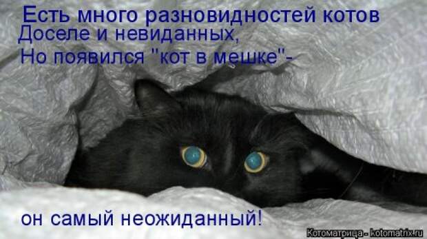 Новая котоматрица на Бугаге (44 фото)