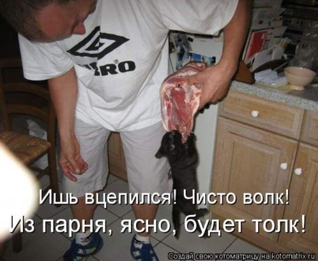 Новая котоматрица для всех (34 фото)