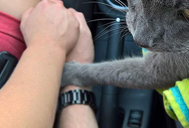 Умирающий кот держал за руку своих владельцев во время своего последнего путешествия (6 фото)