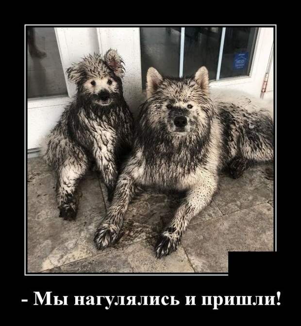 Демотиватор про собак