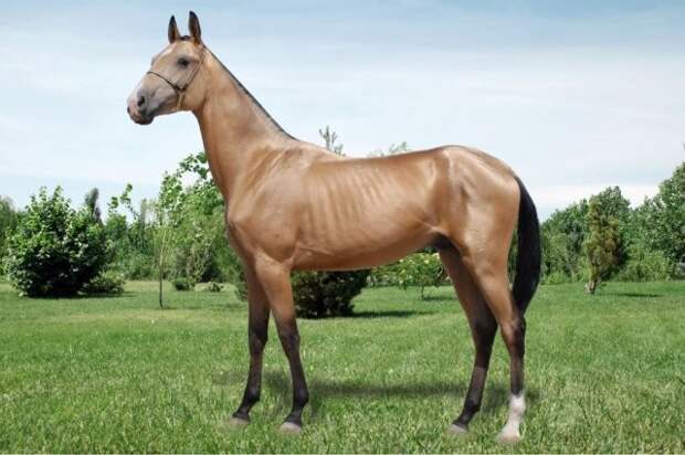 Неизвестное об ахалтекинских лошадях ахалтекинские лошади, коневодчество, кони, факты