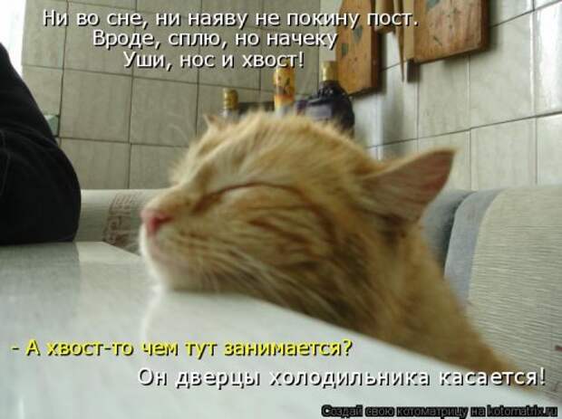 Новая котоматрица на Бугаге (44 фото)