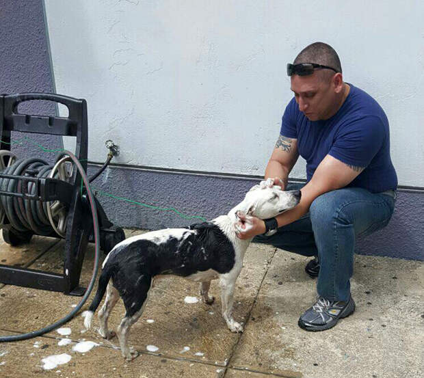 С улицы - на службу: бездомный пес нашел работу в полицейском участке