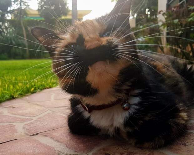 20 фотографий котов, которые решили показать всем свои зубы, но вызвали не страх, а только умиление