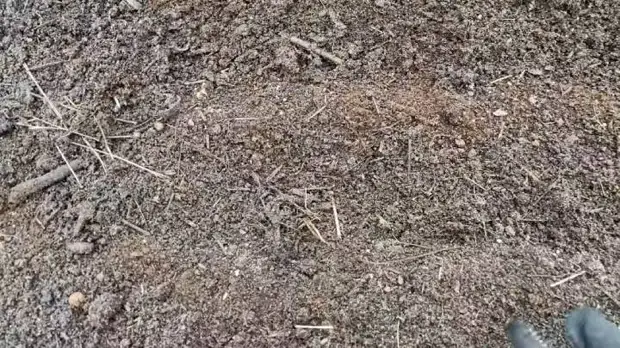 Какой сидерат посеять после уборки томатов для оздоровления почвы