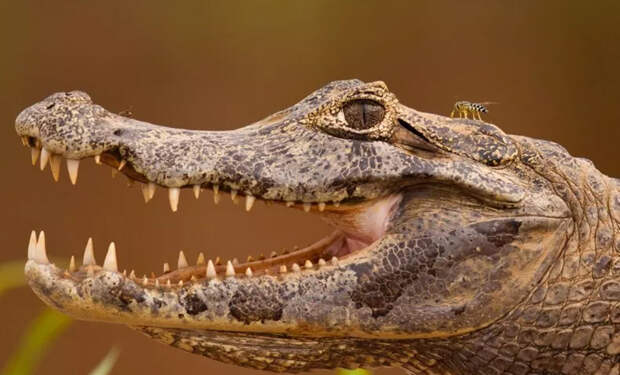 Пляж в Бразилии захватили полчища крокодилов: сотни рептилий сидят неподвижно и смотрят в одну точку