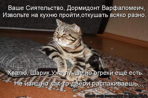 Лучшие котоматрицы недели Лучшие котоматрицы недели