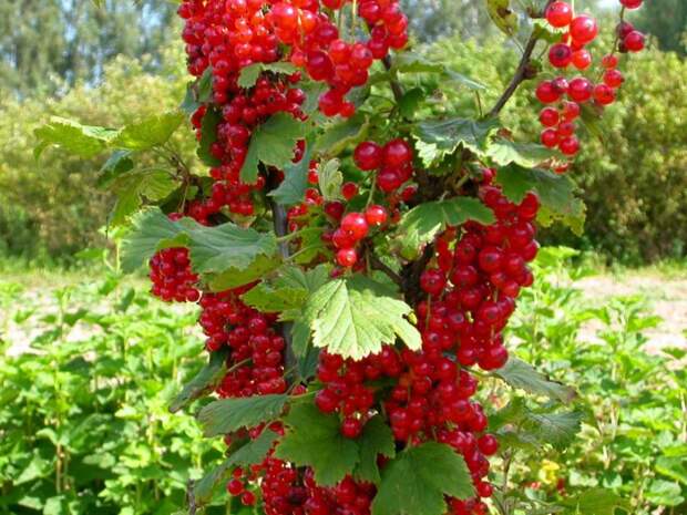https://agro-market.net/upload/medialibrary/130/13078db293a7d96cd09f7e03cbab93d3.jpg