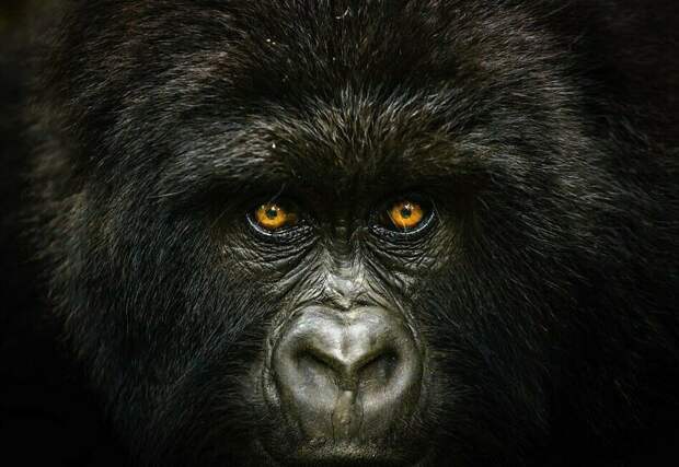 Дэниел Бертон запечатлел портрет гориллы на склоне горы Микено в Демократической Республике Конго (финалист в категории "Природа") National Geographic Traveller 2019, конкурс, мир, путешествие, финалист, фотограф, фотография, фотомир