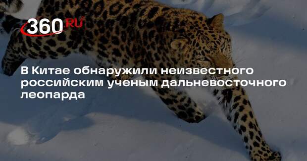 В Китае обнаружили неизвестного российским ученым дальневосточного леопарда