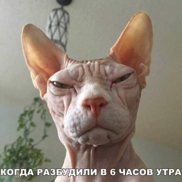 Новые прикольные фотомемы (22 шт)