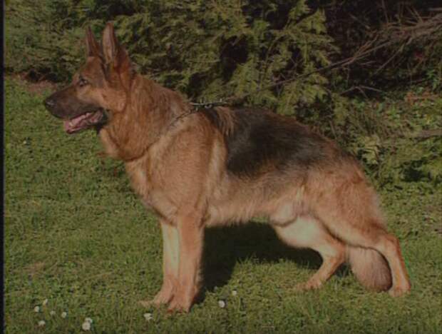 Guard Dogs