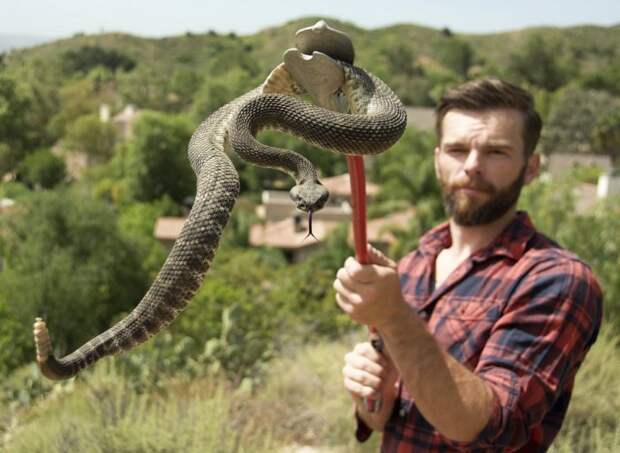 Гремучие змеи используют слуховую иллюзию, чтобы обмануть человеческий мозг