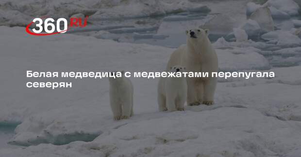 Белая медведица с медвежатами перепугала северян