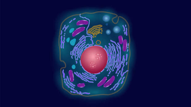 synthetic animal or human cell biotechnology