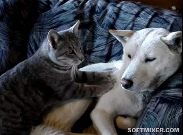 84525615_catmassage4
