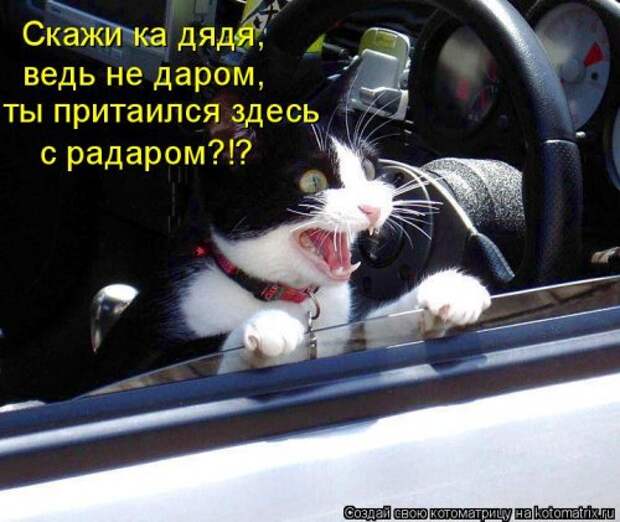 Воскресная котоматрица (16 шт)