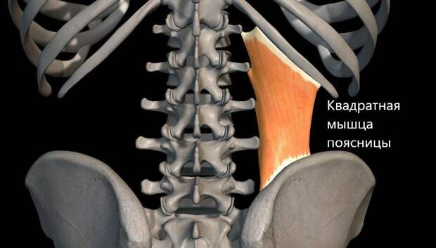 Квадратная мышца поясницы