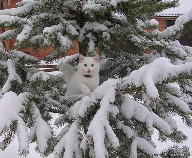 Кошки в снегу (63 фото)