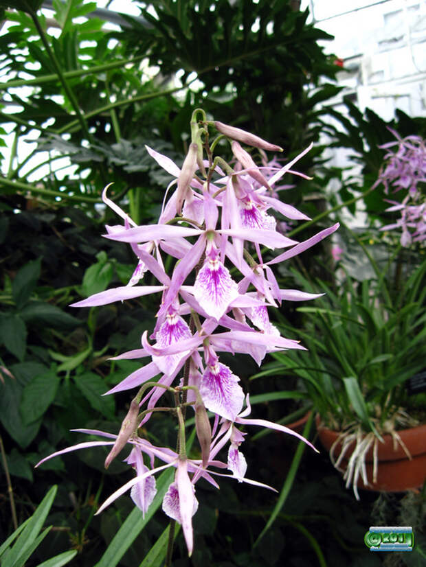 5913129955_31783d5f49_b[1] (525x700, 247Kb)