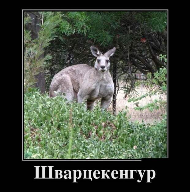 Подборка веселых демотиваторов для хорошего настроения (11 фото) Подборка веселых демотиваторов для хорошего настроения (11 фото)