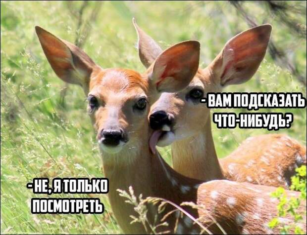 Прикольные картинки картинки из сети, прикол, юмор