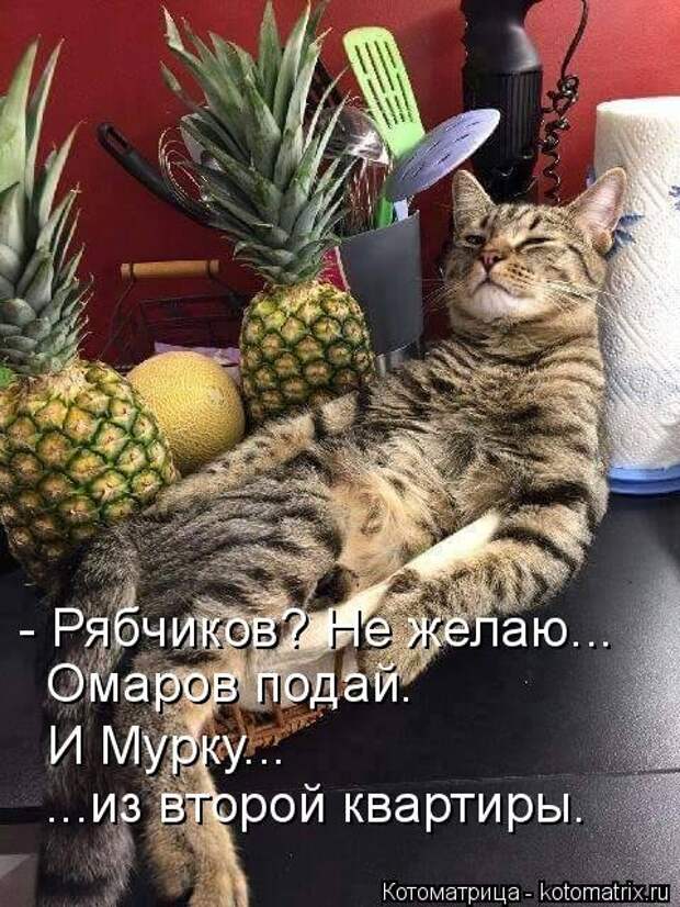 Новая котоматрица для всех! (34 фото)
