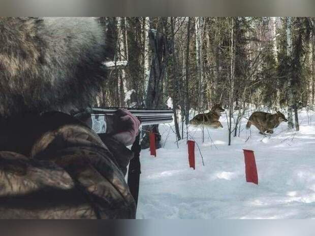 Отношение к охоте выясняет ZAB.RU в новом опросе