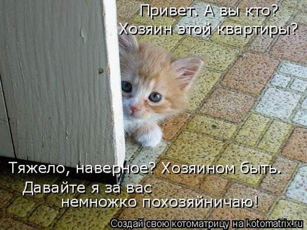 Новая котоматрица (39 фото)