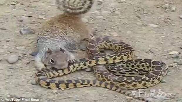 В Сети набирает популярность видео нападения голодной белки на змею