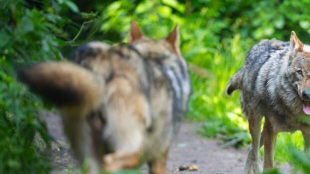 Волки покусали женщину в сафари-парке под Парижем